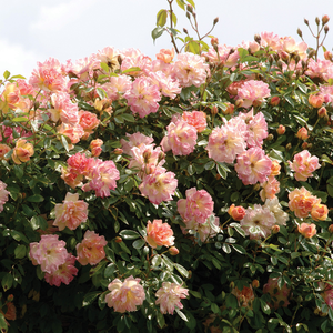 Персиковая - Лазающая плетистая роза (клаймбер) 